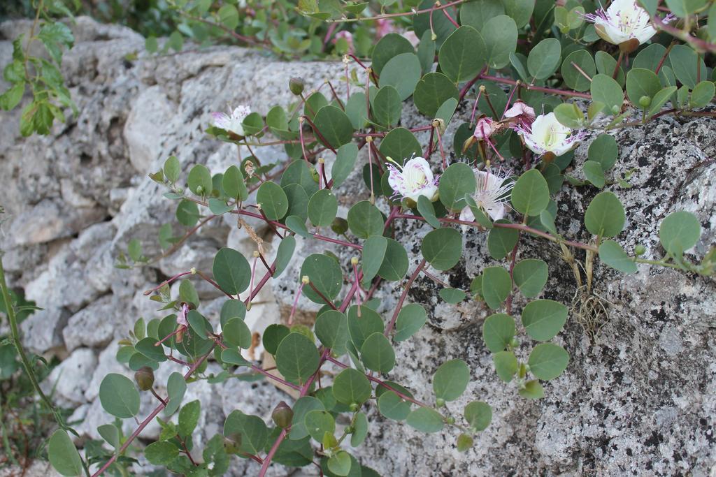 Bed and Breakfast La Casa Del Nonno Alberobello Exteriér fotografie